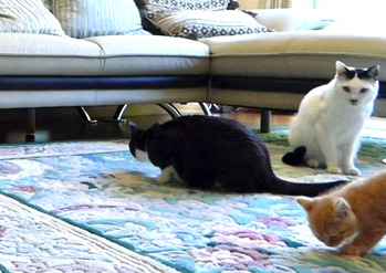 2　初めて３匹揃ってのリビング探検
