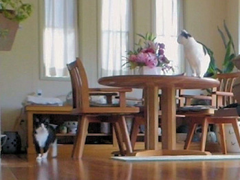 10 母の日プレゼントを眺めるポパイ　