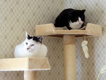 ④安全地帯で様子見