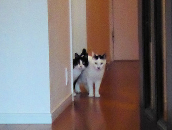 ⑤初めての冒険　廊下に出る　P1040806 2