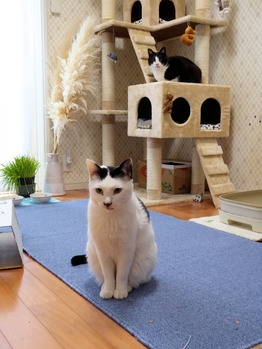 ②朝のお出迎い　P1040780