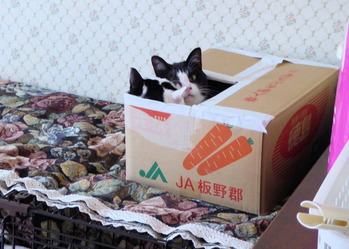 ①仲良くダンボールの中（初めて）　