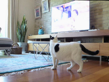 ①ポパイ　テレビに興味を示す！