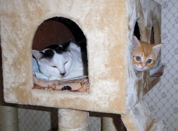 7%u3000タワーのボックスに仲良く入るポパイとワイン%u3000_edited-1