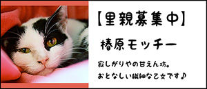 mochi-b