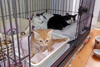 7 ケージの中で３匹寄り添っていた_edited-1