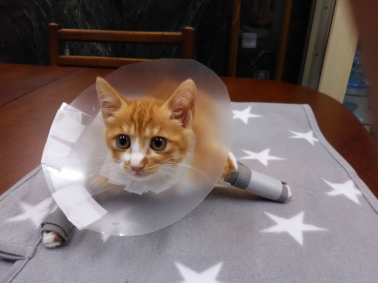 クララが立つまで・その２ : 三度の飯＜犬と猫