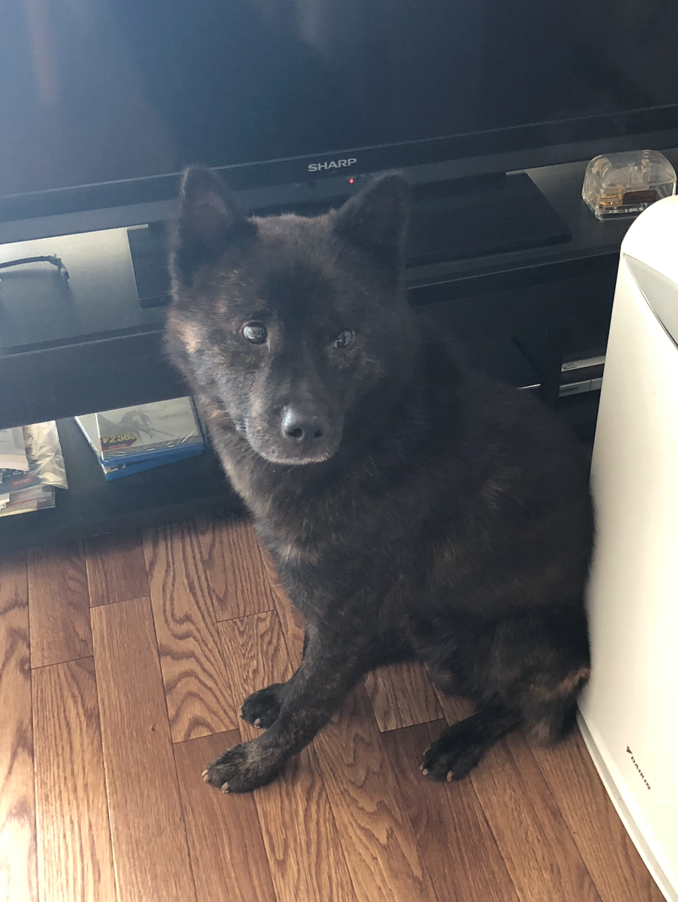 甲斐犬 サブ君 里親探し奮闘中 三度の飯 犬と猫 甲斐犬 サブ君 里親探し奮闘中 三度の飯 犬と猫