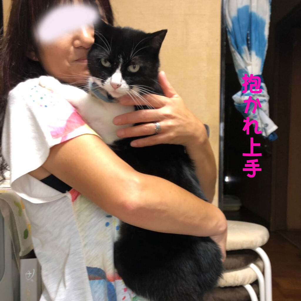 私に夏バテはありません : 三度の飯<犬と猫