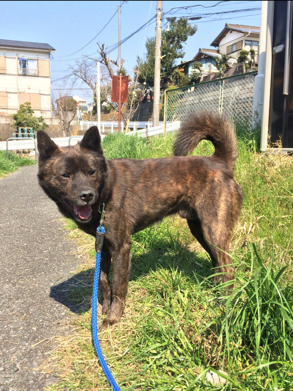 甲斐犬 サブ君 里親探し奮闘中 三度の飯 犬と猫