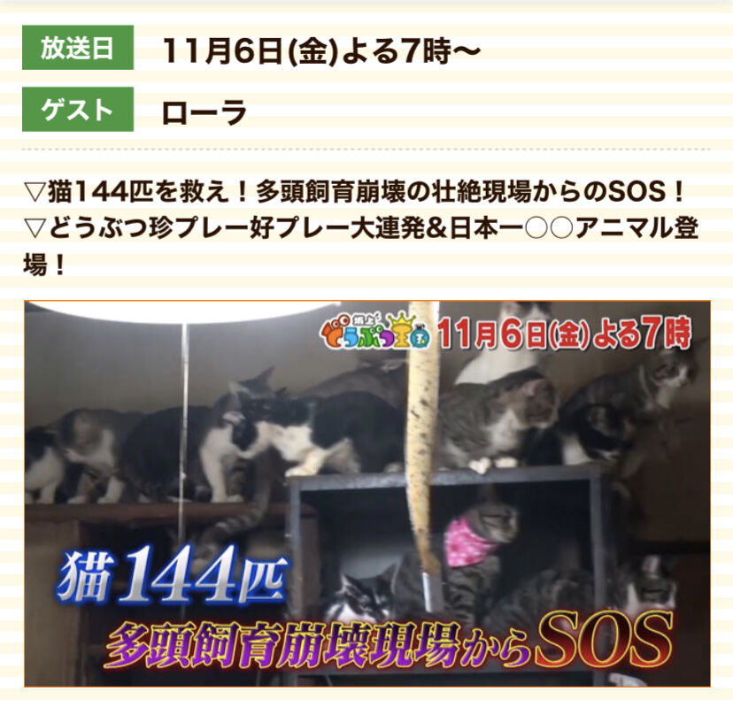 ご視聴ありがとうございました 三度の飯 犬と猫 ご視聴ありがとうございました 三度の飯 犬と猫