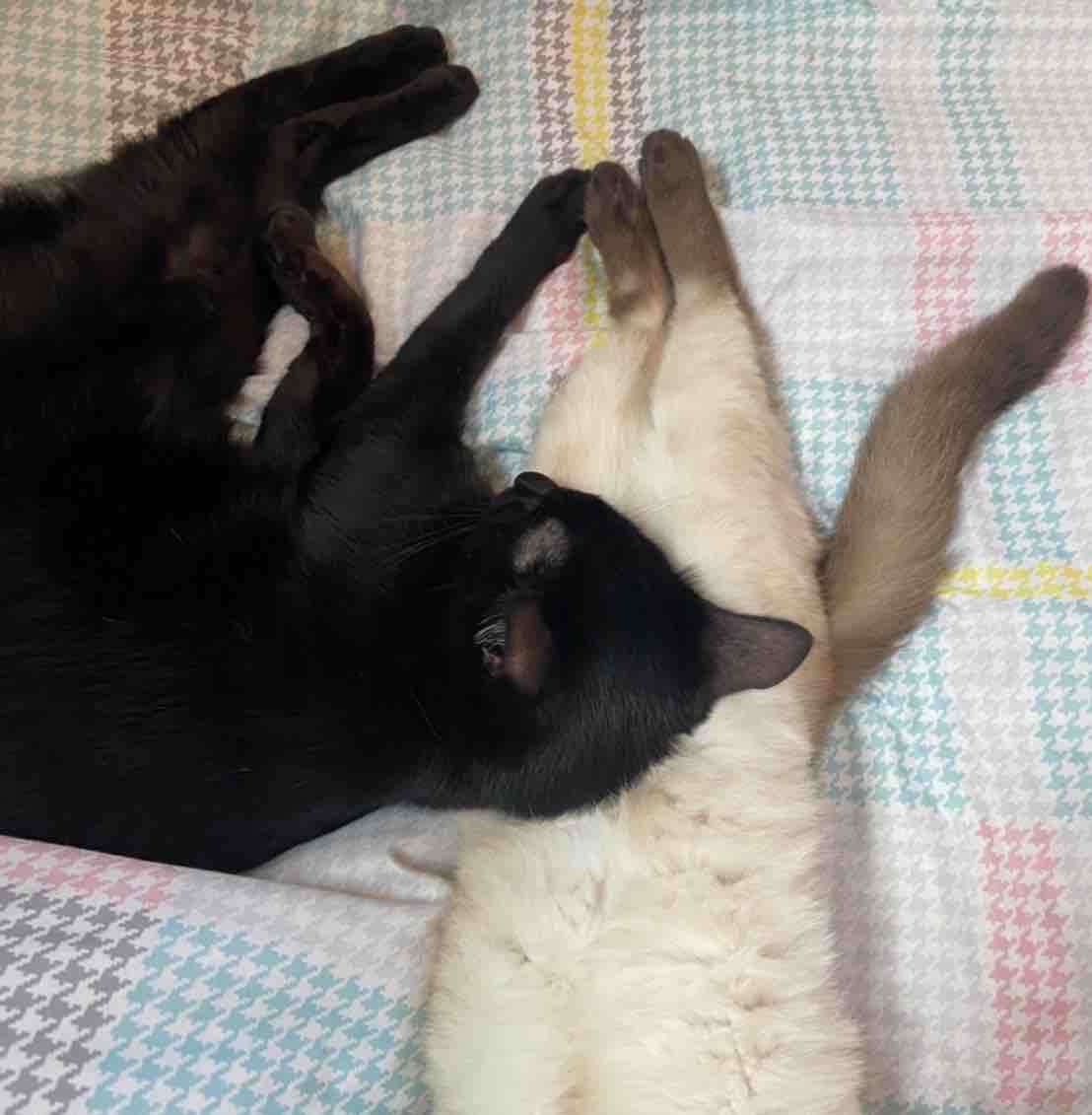 くるりとくりの幸せな日常生活 里親さん通信 三度の飯 犬と猫