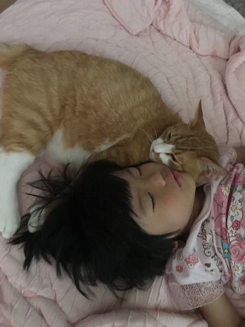茶トラ lサイズ mサイズ の卒業式 三度の飯 犬と猫 茶トラ lサイズ mサイズ の卒業式 三度の飯 犬と猫
