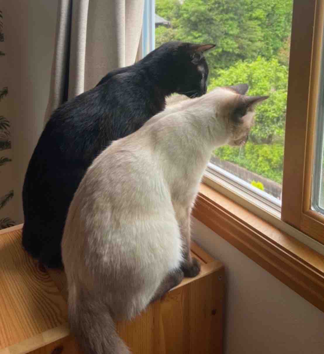 くるりとくりの幸せな日常生活 里親さん通信 三度の飯 犬と猫