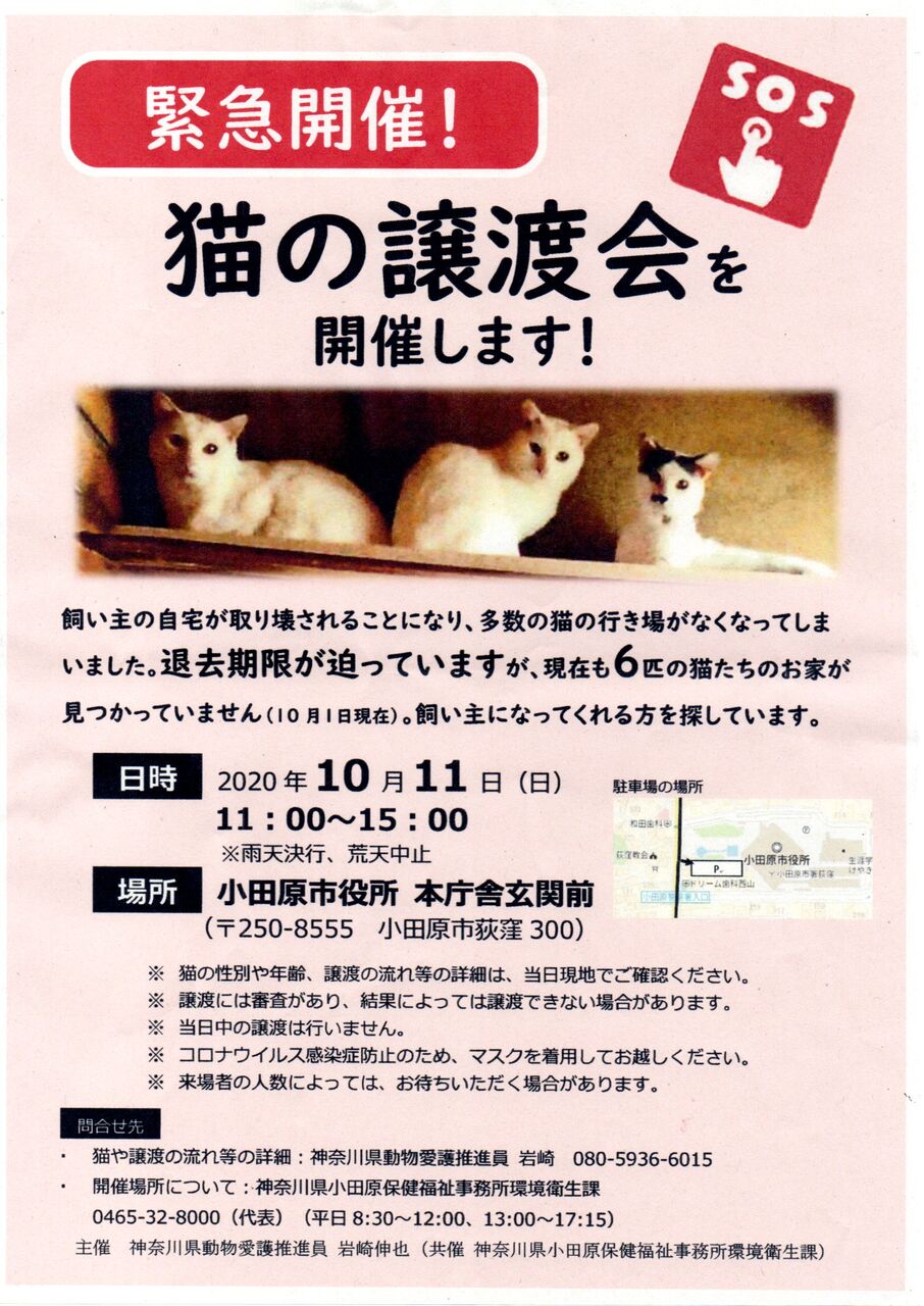 Sos 多頭飼育崩壊猫の譲渡会 小田原市役所 三度の飯 犬と猫