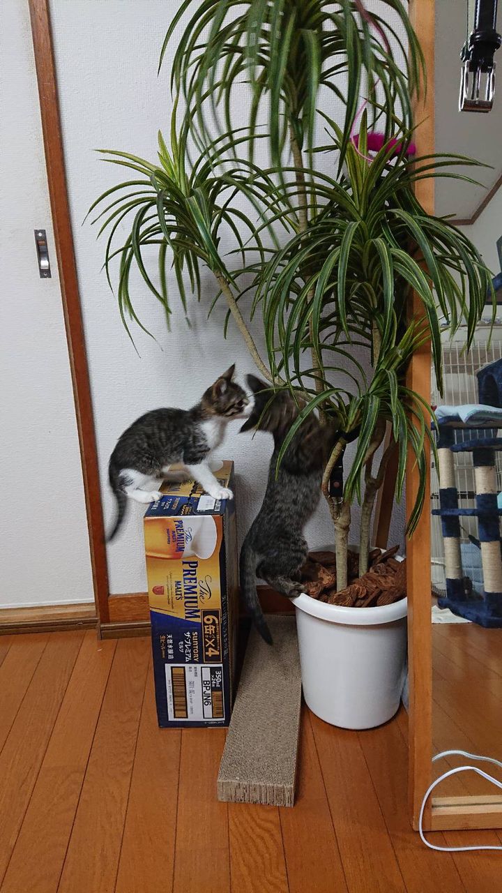 アキラ トオルは 活発兄弟 三度の飯 犬と猫