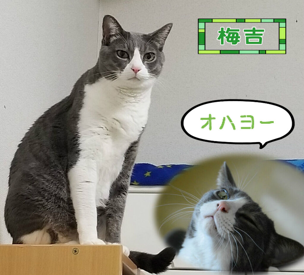オハヨーと真似る梅吉くん 三度の飯 犬と猫 オハヨーと真似る梅吉くん 三度の飯 犬と猫