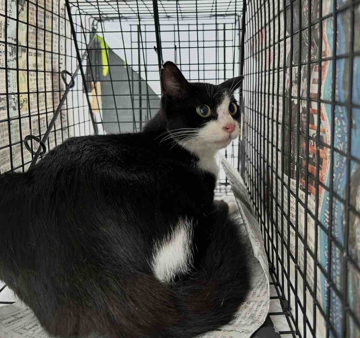 野良猫が増える前に。2匹のTNR : 三度の飯＜犬と猫