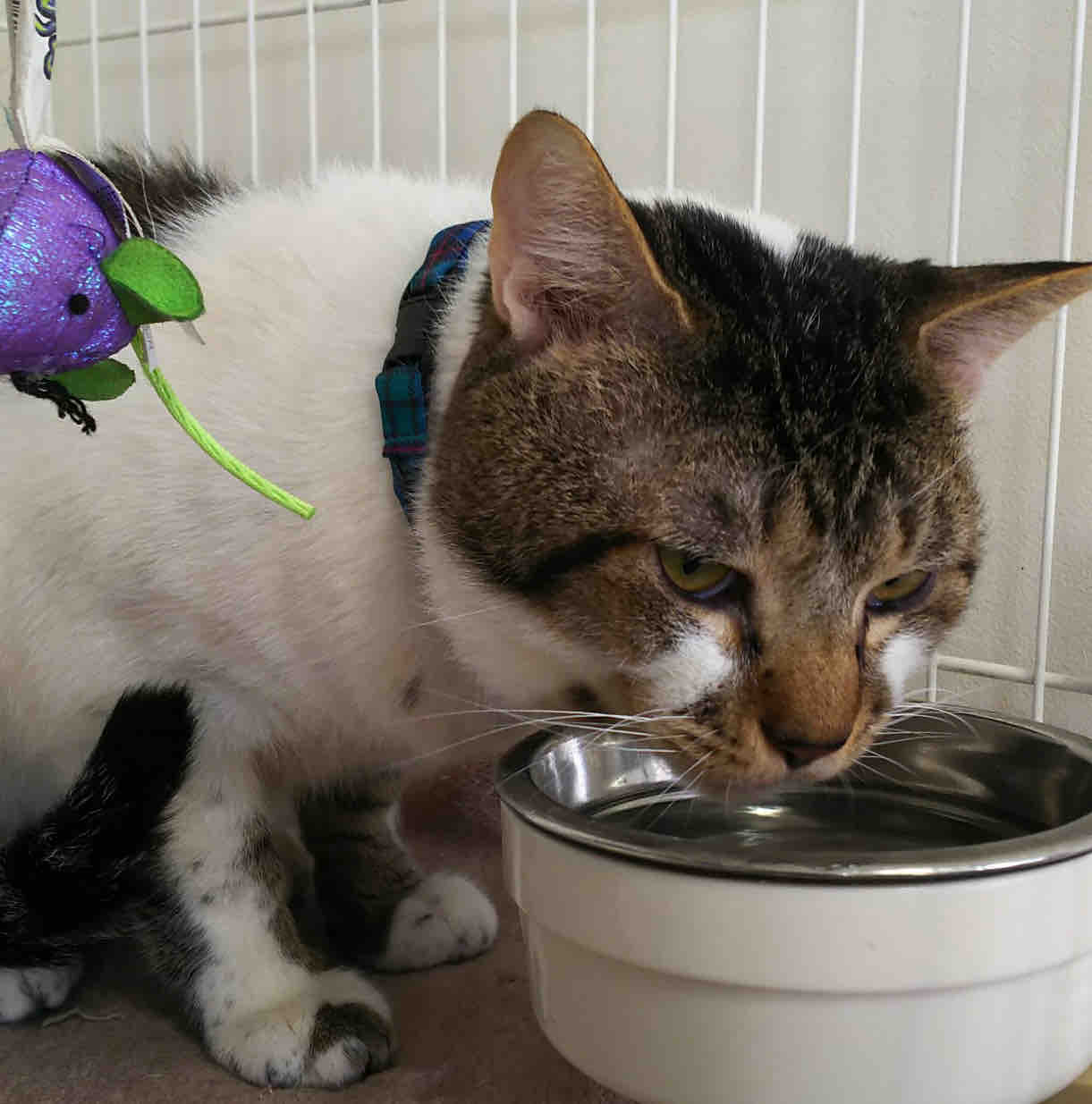 神奈川144 多頭飼育崩壊猫のその後 No 121ダミー 三度の飯 犬と猫