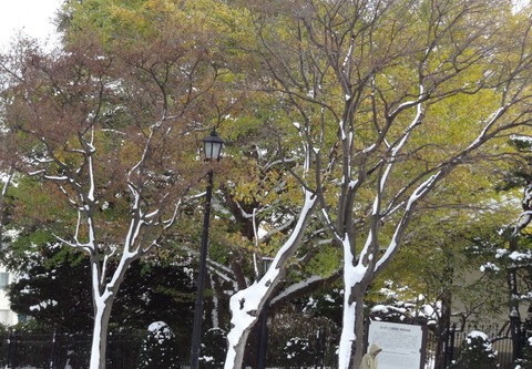 街路樹