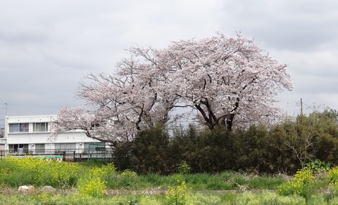 玉川土手の桜