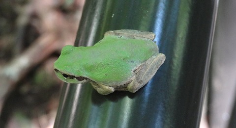 二ホンアマガエル旭滝