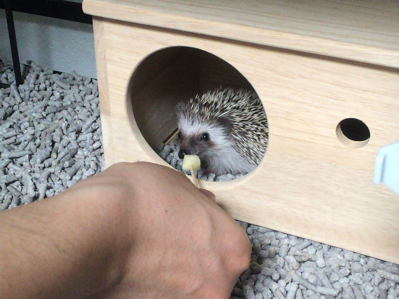 リンゴが好きなハリネズミ ハリネズミ そにおの飼育日記