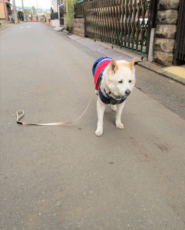 犬の散歩中にリードを落としてしまった結果ｗｗｗｗｗｗｗｗｗｗｗｗｗ