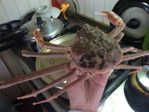 お腹空いたからカニ茹でる