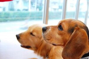 動物保護系YouTuber、なぜか『瀕死の動物』を次々に確保してしまう