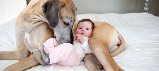 【動画あり】イッヌ「何やこいつちっこいな・・・」赤ちゃん「・・・」