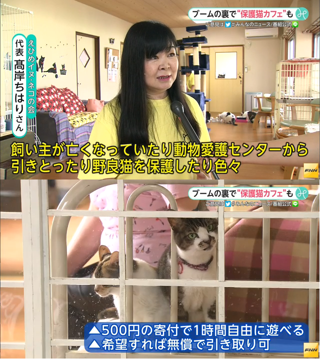 保護猫カフェが全国で活動中…空前の猫ブームの裏側では年間１０万匹もの猫が殺処分されている