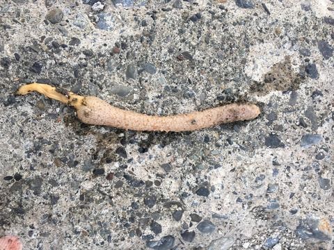 【画像】変な物体釣れたんだがこれなにｗｗｗ