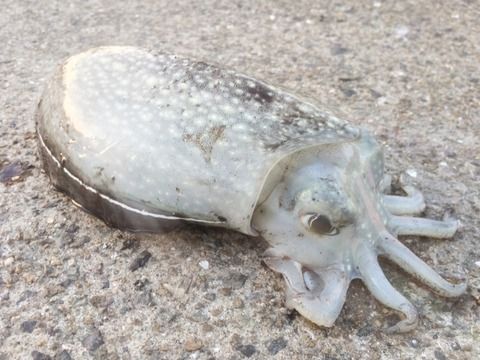 お魚釣りを趣味にしてるやついる？