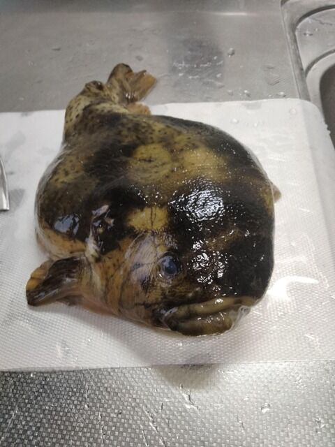 【画像】今日はお前らみたいな魚を捌きます