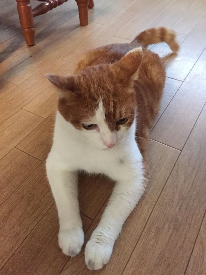 ワイん家のクッソ性格悪いネコ晒したるわ