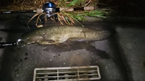 【画像】やっと釣れたよおおおおおおお！！！！！！！！