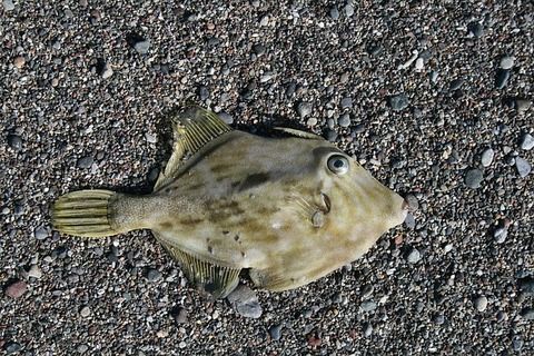 年末だから今年釣った魚の画像を淡々と
