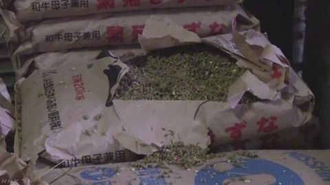 山形県尾花沢市に熊が出没 クマが牛舎に侵入 牛のエサ荒らされる
