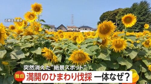【千葉】満開の“ひまわり回廊” 殺到した外国人観光客による迷惑行為で伐採へ