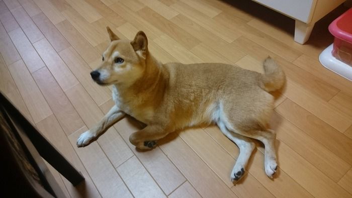 飼っている柴犬あげる