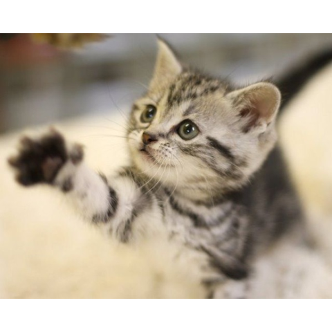 【画像】猫好き達のオアシス