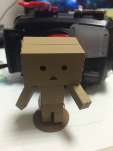【画像】ダンボーと海に潜ってきた