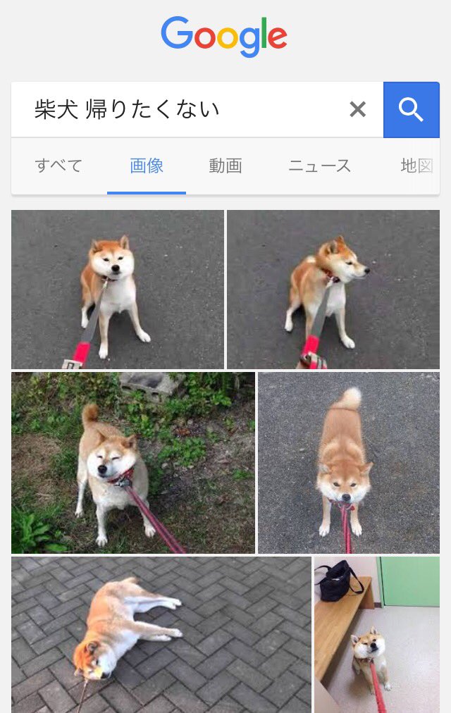 twitterで学校や会社から帰りたいと言ってる人に見せたい柴犬画像ｗｗｗｗｗｗｗｗｗｗｗｗｗｗｗ