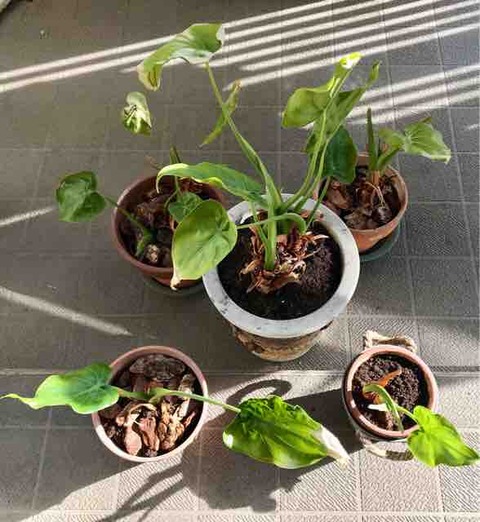 クワズイモの株分けと娘宅に最後のお泊まり