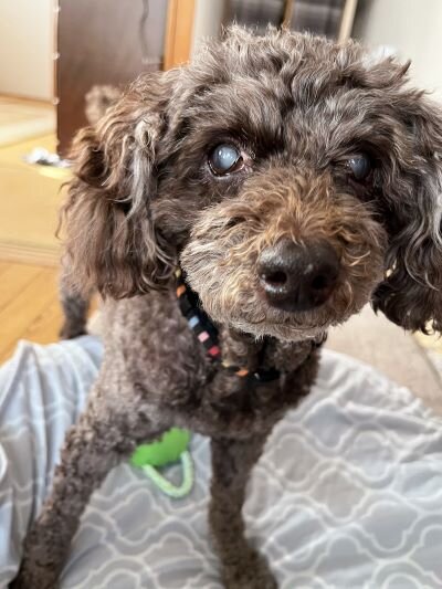 テーブルの下はサクラの安全地帯