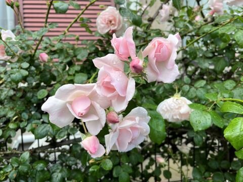薔薇色の人生ってどんな色