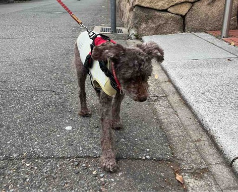 初めてのホームトリミング