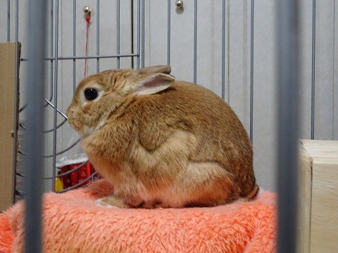 坊主頭のティンちゃん ありふれた毎日 坊主頭のティンちゃん ありふれた毎日
