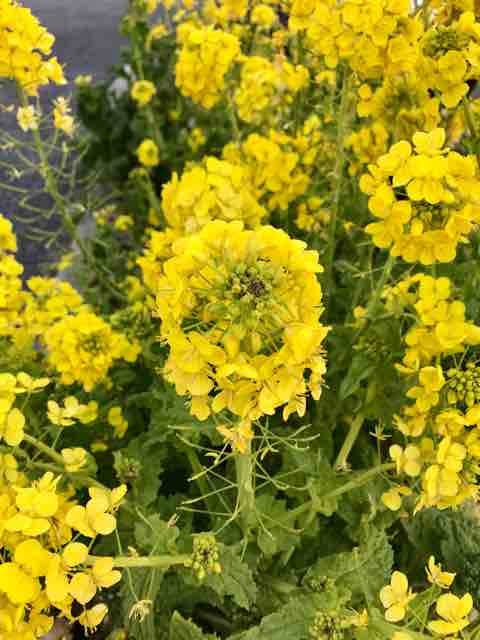 娘がホームタウンに戻って来ました